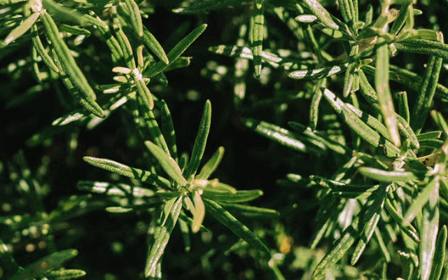 Rosemary Essential Oil: the Benefits for Hair
